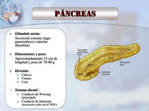 quiste pancreático información sobre el páncreas