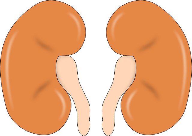 enfermedad renal-cronica-iocir.com/blog