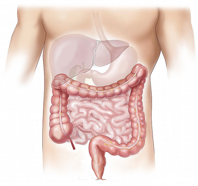 cuidados del intestino-iocir.com/blog