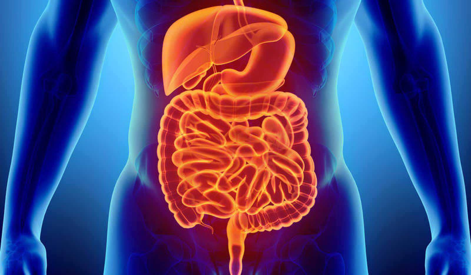 Datos curiosos sobre el intestino - IOCir